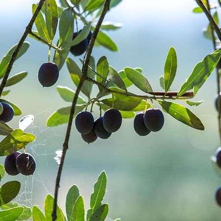 Azienda Agricola Moschioni Cividale del Friuli Екстериор снимка