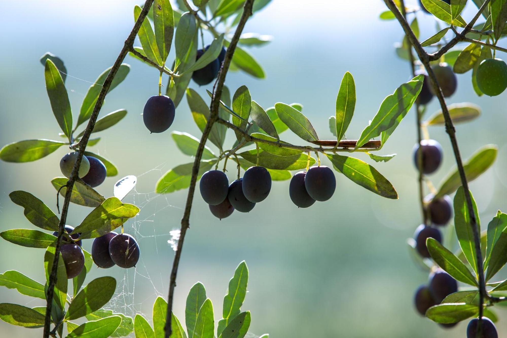 Azienda Agricola Moschioni Cividale del Friuli Екстериор снимка
