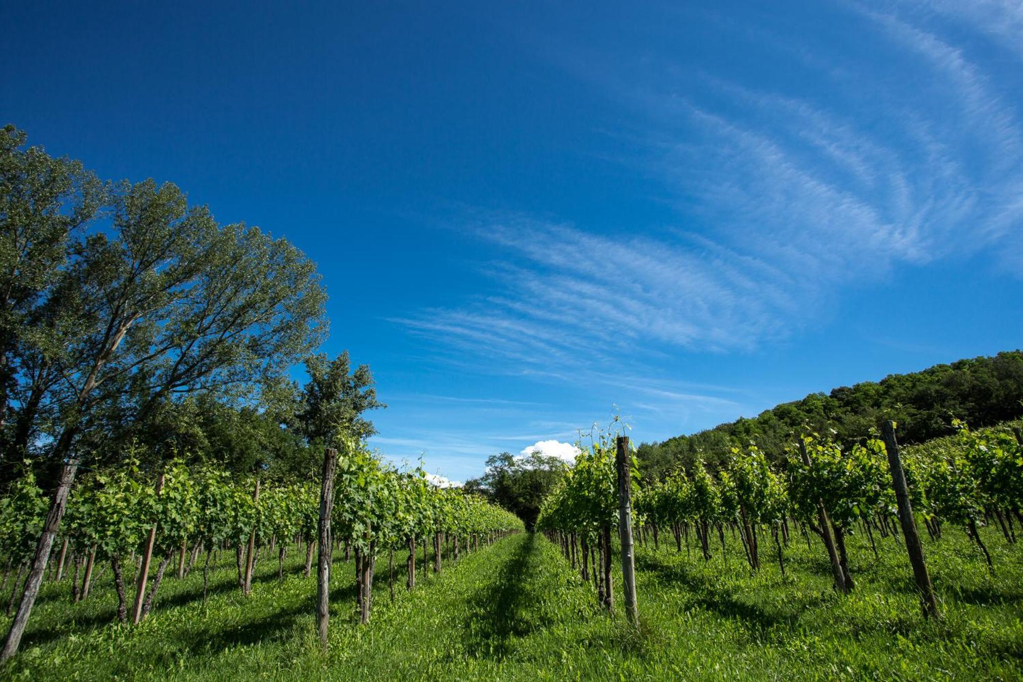 Azienda Agricola Moschioni Cividale del Friuli Екстериор снимка