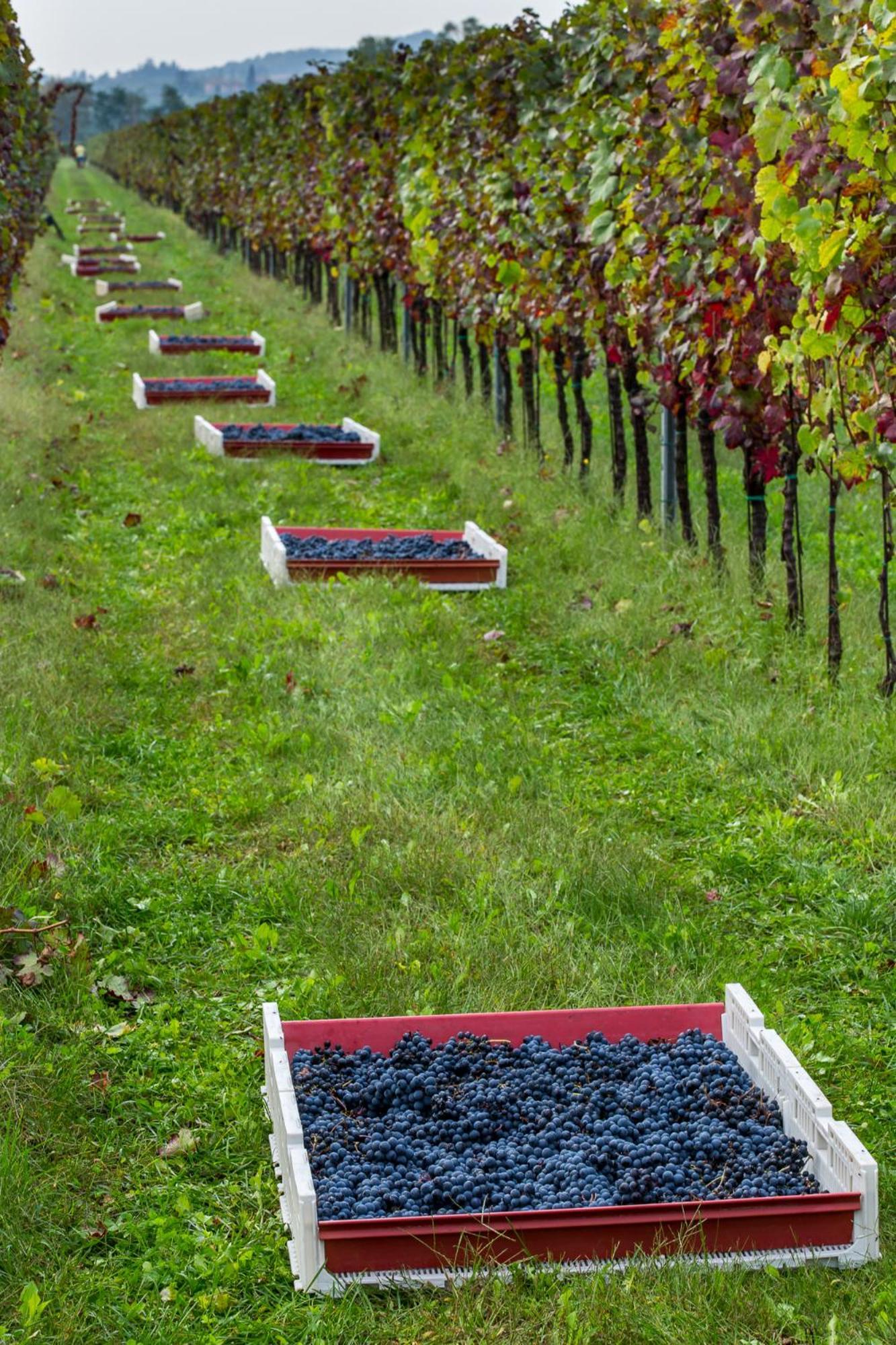 Azienda Agricola Moschioni Cividale del Friuli Екстериор снимка