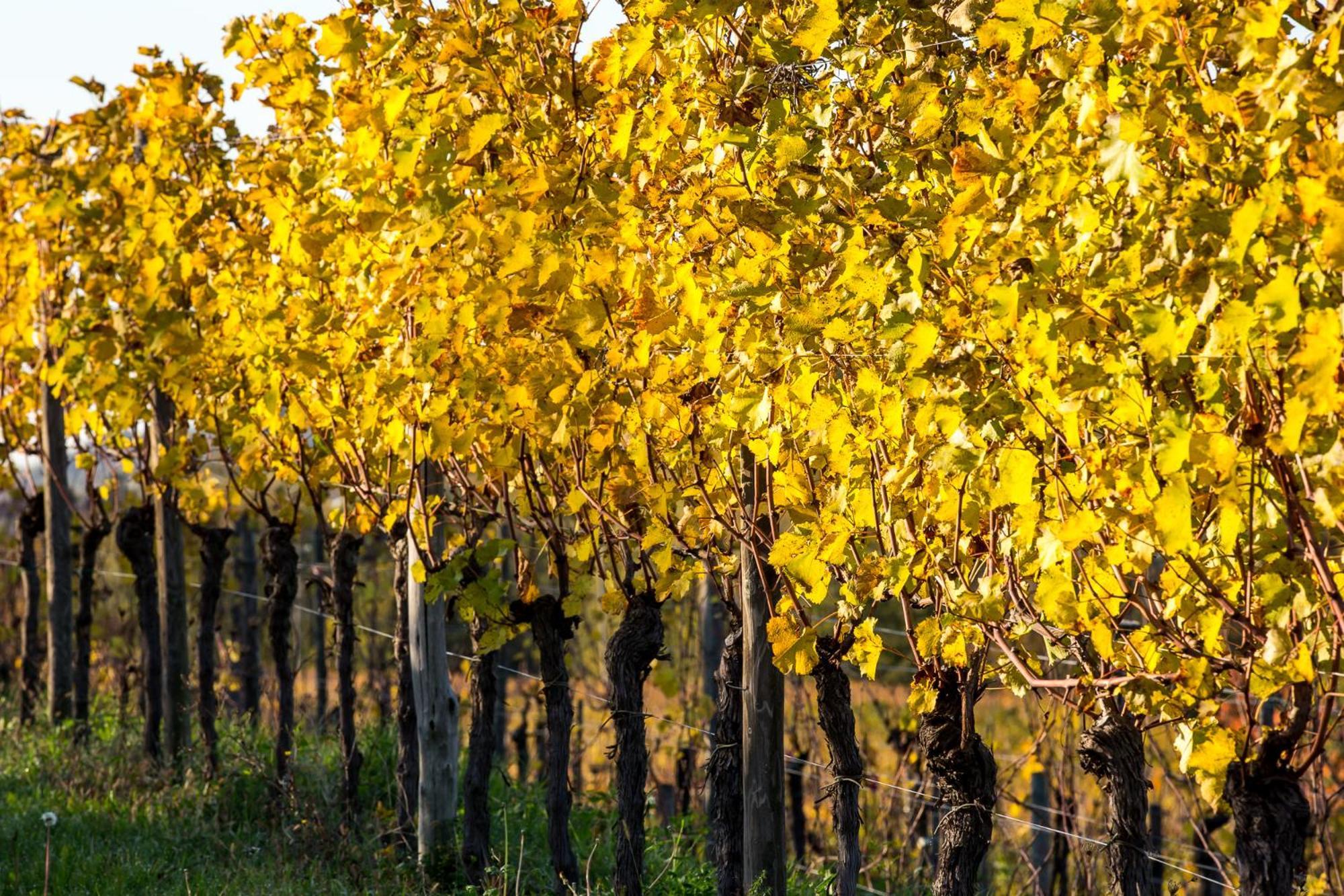 Azienda Agricola Moschioni Cividale del Friuli Екстериор снимка
