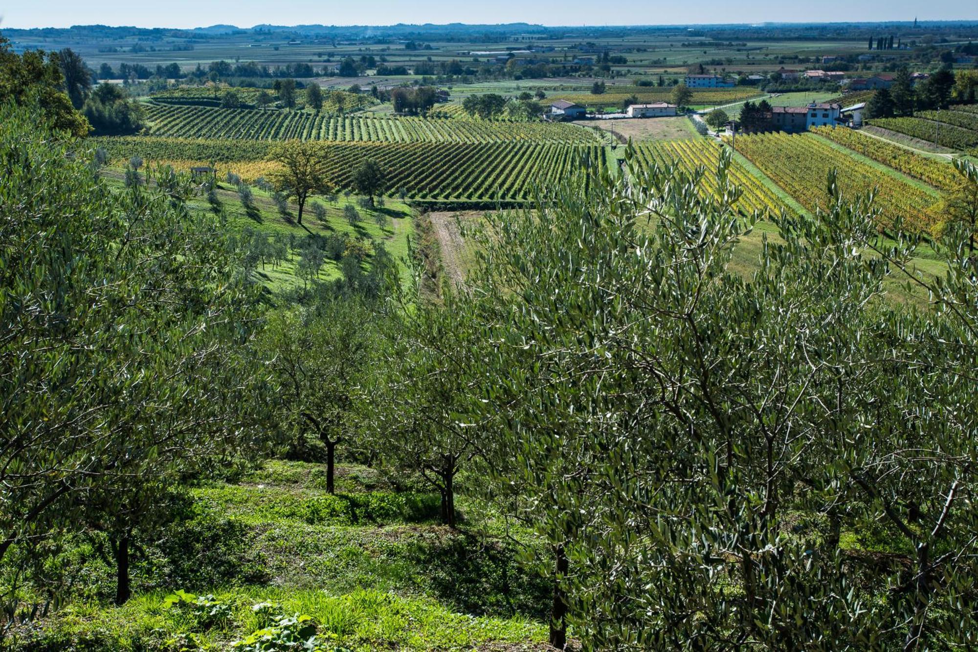 Azienda Agricola Moschioni Cividale del Friuli Екстериор снимка